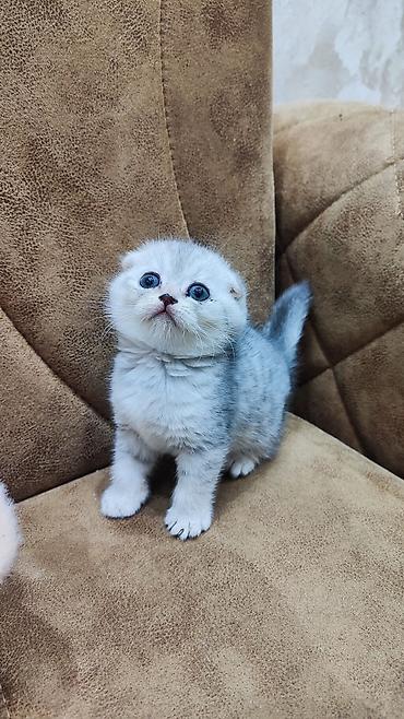 Pişiklər: Şotland — 1