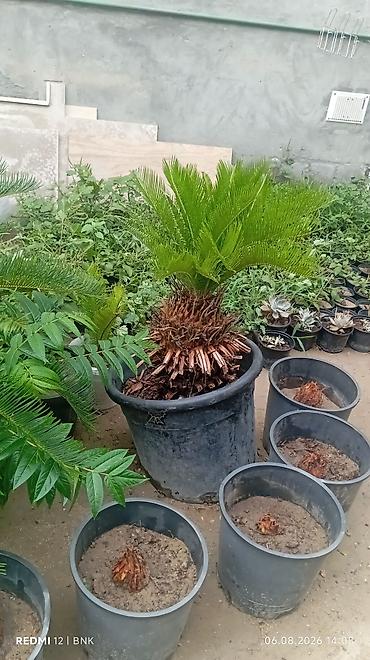 finiks palma: Bitki: Cycas revoluta (Saqovnik, Sago Palm) Təsvir: - Qara plastik — 2