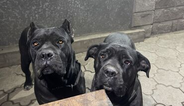 Продажа собак: Кане-корсо, 2 месяца, Самец — 7