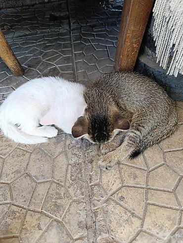 котёнок токмок: Котята в добрые руки.2 месяца.Кушают сами.К лотку приучены — 3