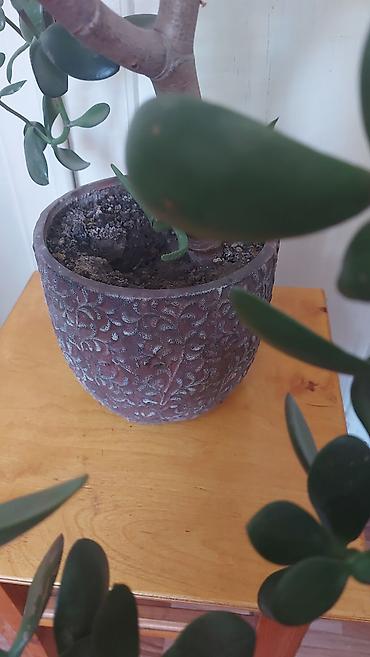 комнатный цветы: Комнатные растения в горшках: 1) Сансевиерия (Sansevieria — 6