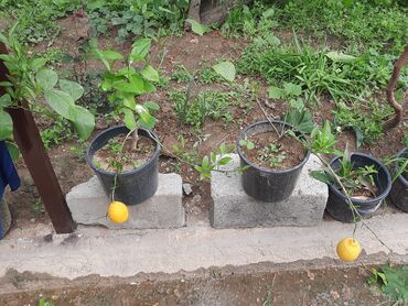 лимон кг цена бишкек: Ассаламу алайкум. продаём оптом и в розницу саженцы лимона. лимоны