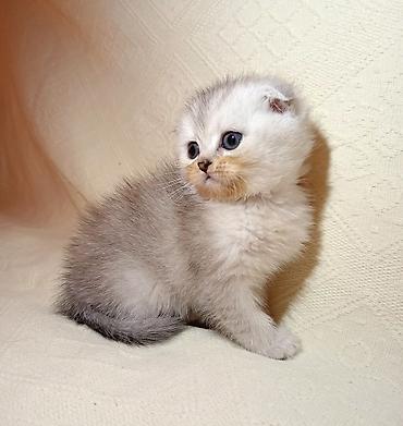 Pişiklər: Şotland yastı qulaq — 2