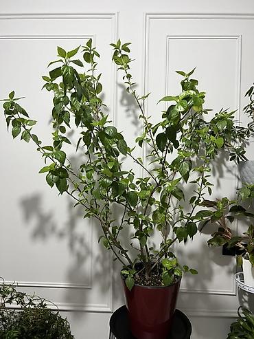 Другие комнатные растения: Женское счастье гигант сорт По городу доставка бесплатно Крупные — 47