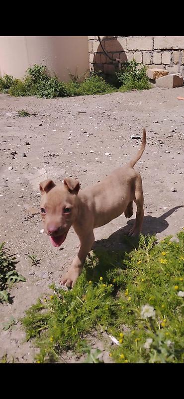 İtlər: Pitbul, 2 ay, Erkek, Ünvandan götürmə — 4