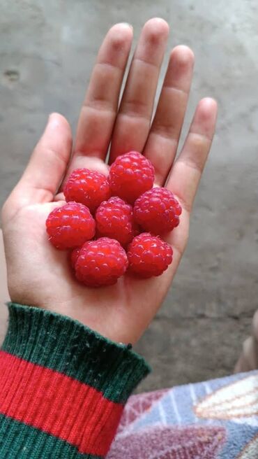 malina kg продажа малины оптом в бишкеке новопокровка фото: Малина Самовывоз