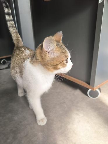 Продажа кошек: Котёнок домашний, короткошёрстный. - Окрас: белый с — 3