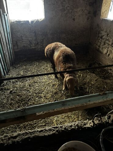 Бараны, овцы: Продаю | Овца (самка), Баран (самец) | Арашан — 8