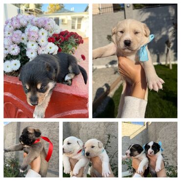 İtlər: Labrador-retriver, 1 il, Dişi, Ünvandan götürmə — 4