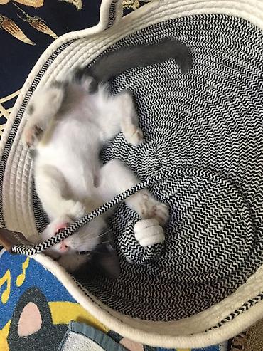 кошку: Кошка даром: Беспородная, 3 месяца, Мальчик, Приучена к лотку — 4