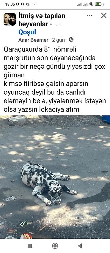 i̇t doberman: Dalmatin — 1