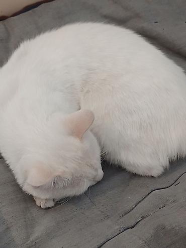 британская кошка бишкек: Кошка даром: Беспородная, 2 года, Мальчик — 3