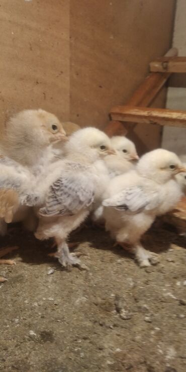 Животные: Цыплята брама светлая и палевая продаю возраст 2 недели количество 13