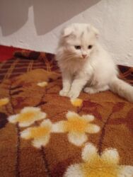 отдам щенка: 8 месяцев, Мальчик, Белый