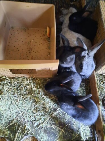 Грызуны: Крольчата Полтавское Серебро возраст 1 месяц цена окончательная