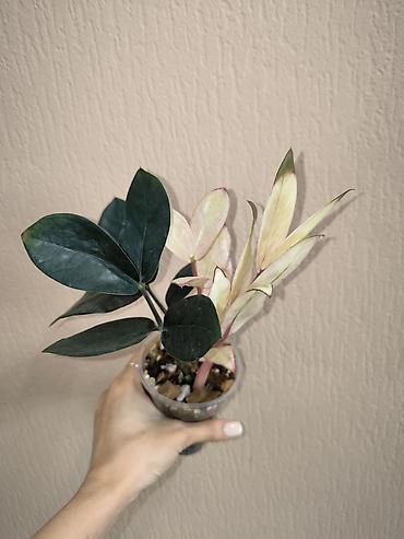 Сингониумдар: Распродажа комнатных растений: Сингониум Milk Confetti Mutation — 10