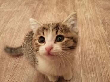Продажа кошек: Котята домашние, полубританцы, два мальчика крупные, один мальчик — 2