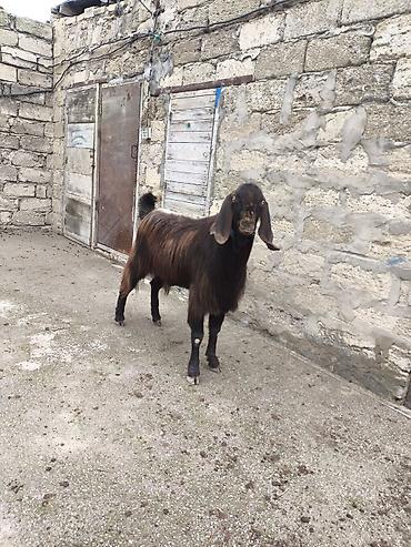 çepiş: Təmiz orginal hələb təkəsi 2 yaşı fevralda tamam olacaq boş bekar — 7