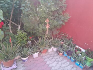 dəmir tikanı bitkisi: Aloe
Ən balacası 5 manatdı ən böyüyü 30 manat