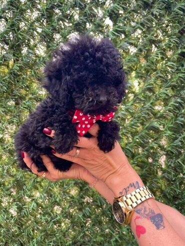 Psi: Odgajivacnica pasa “Happy Puppies” ima u ponudi stence toy i mini — 4