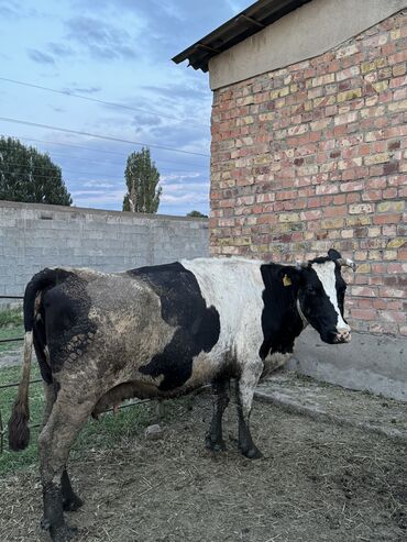 коровы с теленком: Продаю | Корова (самка) | Для молока | Стельные