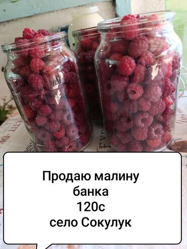 беде сатам: Көчөттөр : Малина, Өзү алып кетүү