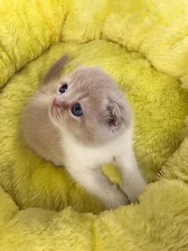 Pişiklər: Şotland yastı qulaq, Dişi, Erkək, Yaxşı əllərə, Pulsuz çatdırılma, Ödənişli çatdırılma, Rayonlara çatdırılma — 4