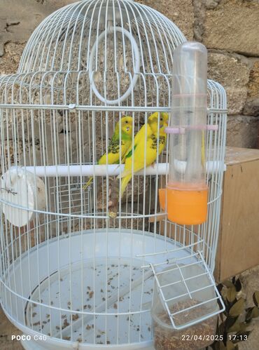 Tutuquşları: Korella tek tek erkey dişi Cüt Valnist qəfəs Valnist 15 Azn balasi — 27