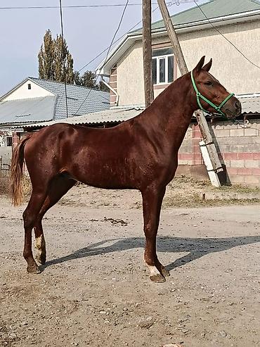 продажа бричек: Продаю | Конь (самец) | Конный спорт | Племенные — 1
