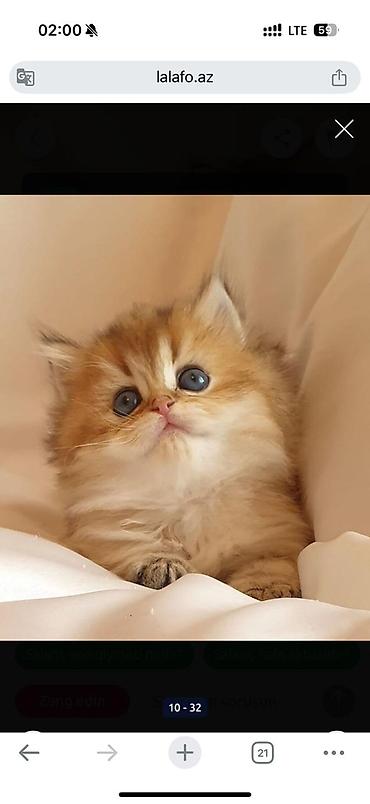 Pişiklər: Britan — 10