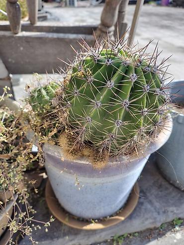 Otaq bitkiləri: Məhsul: Saksi içində müxtəlif kaktuslar - Növlər: Opuntia (nopal — 4