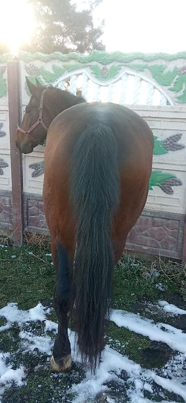 Лошади, кони: Продаю | Жеребец | Для разведения | Племенные — 11