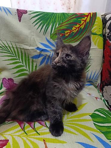 Продажа кошек: Гиганты Кошачьего мира❤️ Мейн-Куны❤️❤️❤️Мини питомник не клеточного — 8