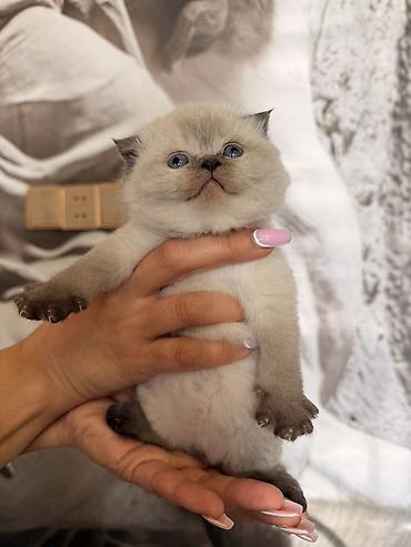 Pişiklər: Britan — 5