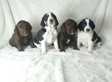 Продажа собак: Щенки спаниеля 🐶 Город: Кант Продаются щенки чистокровного спаниеля: 🐾 — 1