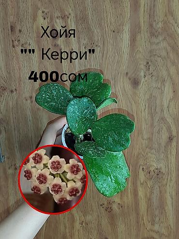 неделю: Комнатные растения — саженцы и черенки. 1) Живое дерево (лечебное) — — 6