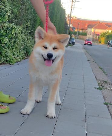 nemački ovčar: AKITA INU – VRHUNSKO FCI LEGLO | KUMA KAI KENNELS Odgajivačnica Kuma — 4