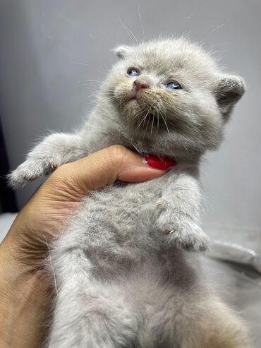 pekines balaları: Şotland yastı qulaq, Erkək, Dişi, Ünvandan götürmə, Pulsuz çatdırılma, Ödənişli çatdırılma