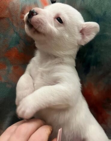 İtlər: Cek rassel teryer, 2 ay, Erkek, Ödənişli çatdırılma — 9