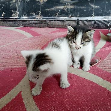 овчарку немецкий: Котята, полосато-белые, с выразительными серыми отметинами на мордочке — 1