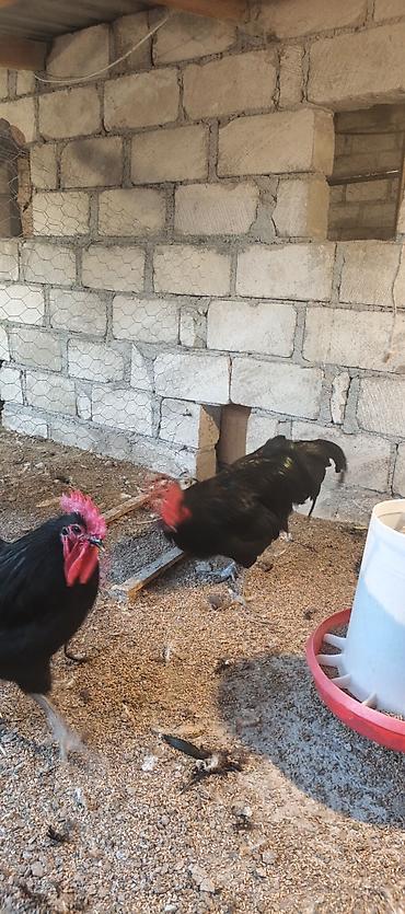 barter xoruz: Orjinal uzunquyruq avstralop cücə və yumurtası — 6