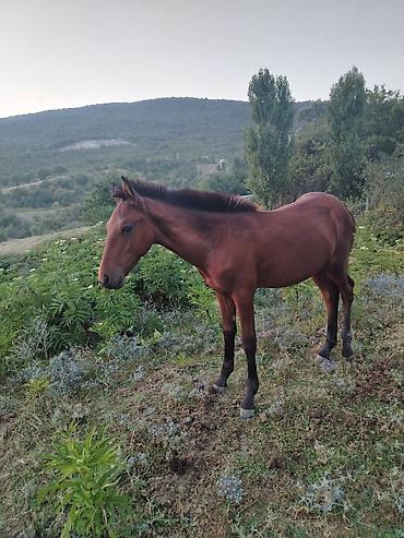 приют для животных в баку адрес: Satılır: gənc doru tay - Cins: doru rəng, qaraya çalan yalı və quyruq — 1