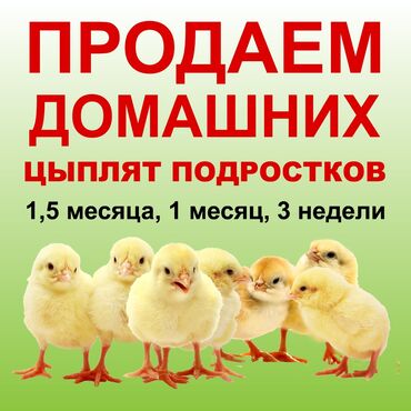 цыплята бишкек: Продаю | Цыплята | Полубрама, Домашняя, Кучинская | На забой, Для разведения