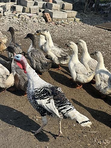 Индюки: Продаю | Индюк (самец) | Для разведения — 6