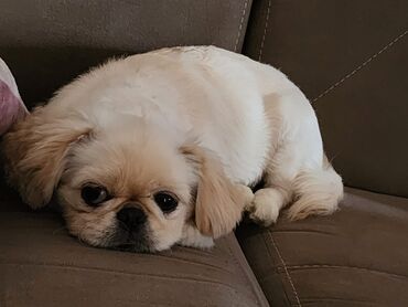 pekines itləri: Pekines, 6 ay, Dişi, Peyvəndli, Ünvandan götürmə