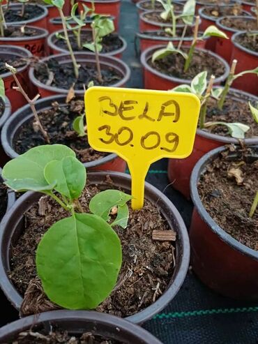 Ostale kućne biljke: Ožiljene bogumile po 900 — 9