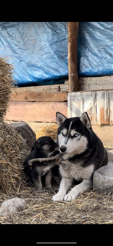 Продажа собак: Хаски, 1 год, Самка, С родословной