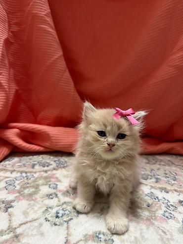 Pişiklər: Şotland — 2