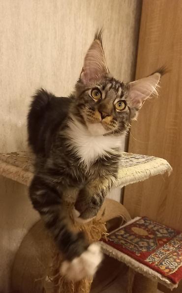 кошка породы мейн кун: Чёрный мраморный мейн-кун готов стать Вашим.☝️😍 Прививки будут — 1