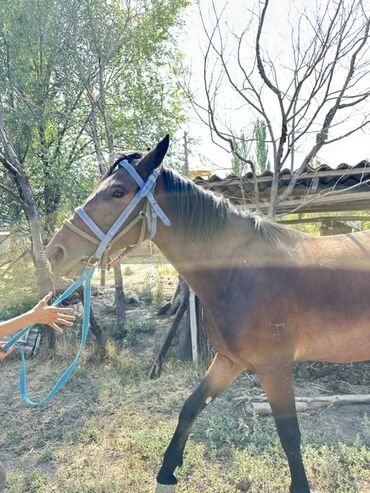 Лошади, кони: Продаю | Кобыла (самка) | Для разведения, Конный спорт — 10